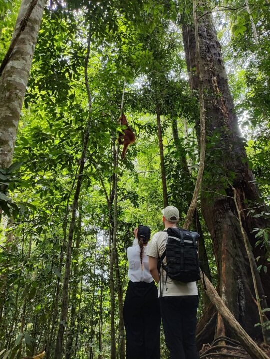 Medan orangutan day trip: Bukit Lawang, (Mount Leuser National Park), Sumatra, Indonesia