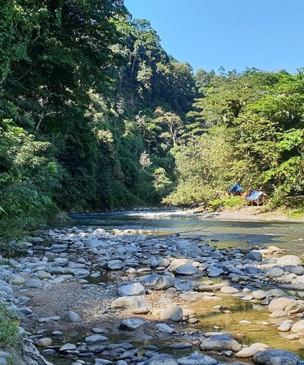 Meet the Majestic Orangutans: A Guided Tour of Bukit Lawang in Medan