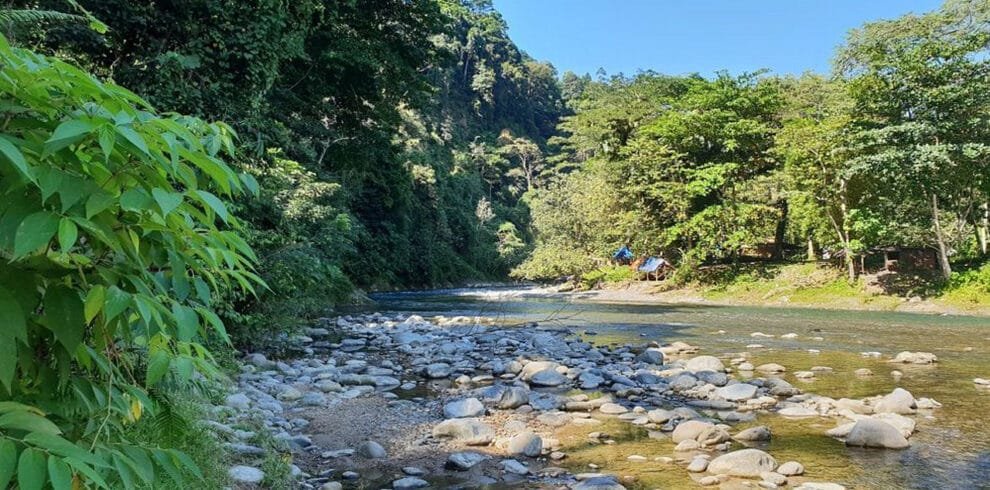 Meet the Majestic Orangutans: A Guided Tour of Bukit Lawang in Medan