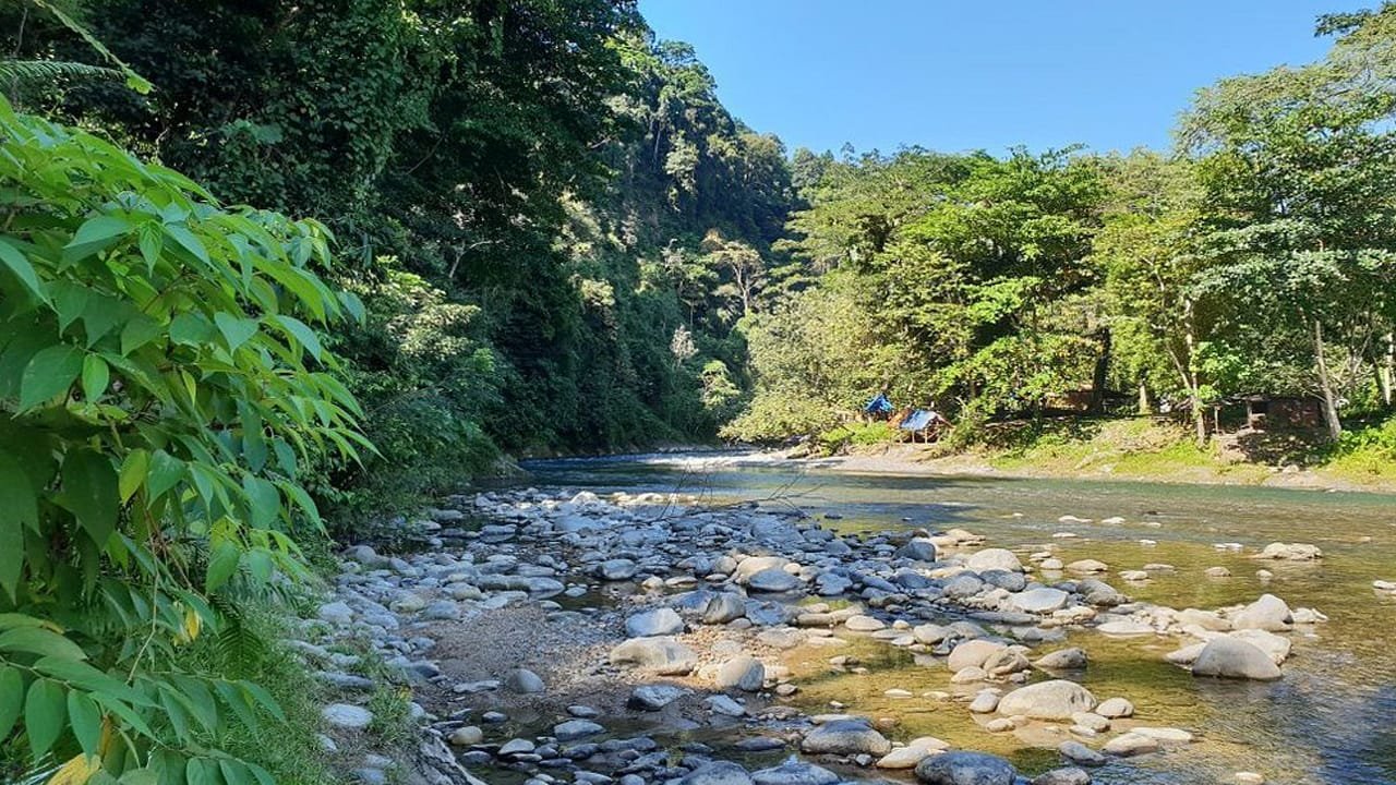 Meet the Majestic Orangutans: A Guided Tour of Bukit Lawang in Medan