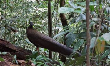 A Day to Remember: Getting Up Close with Wild Orangutans in Bukit Lawang