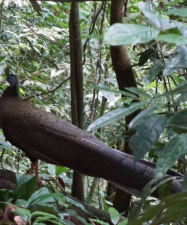 A Day to Remember: Getting Up Close with Wild Orangutans in Bukit Lawang Jungle