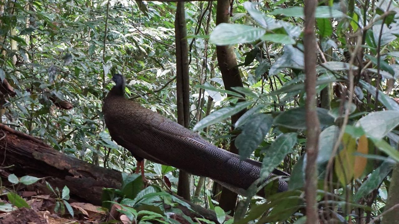 A Day to Remember: Getting Up Close with Wild Orangutans in Bukit Lawang