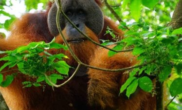 Medan Bukit Lawang Orangutan Tour