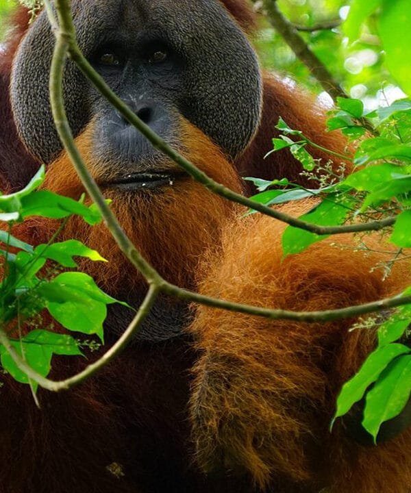 Medan Bukit Lawang Orangutan Tour