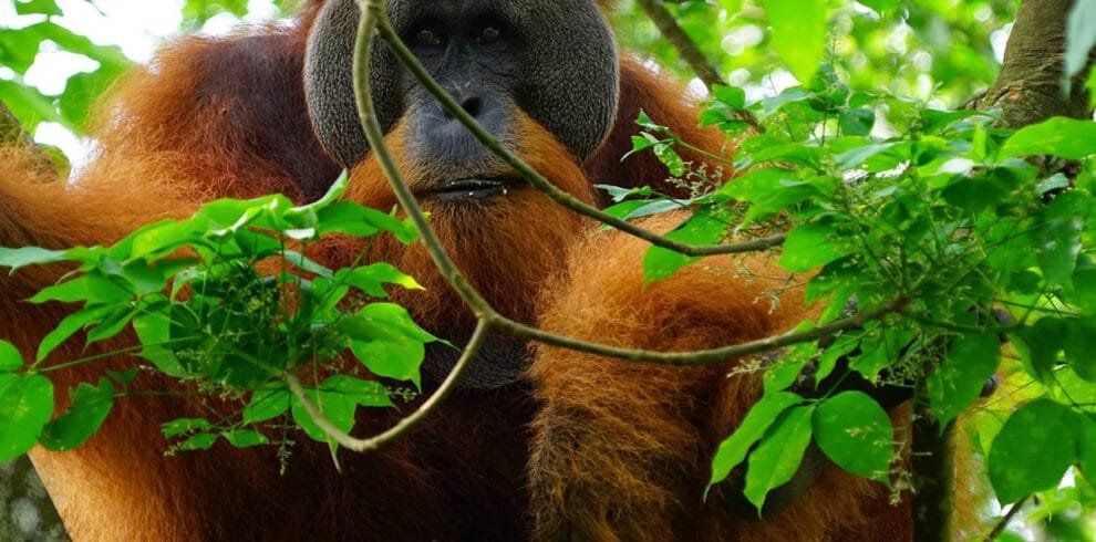 Medan Bukit Lawang Orangutan Tour