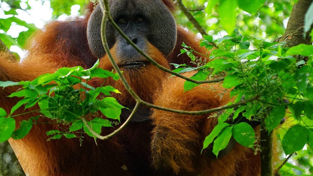 Medan Bukit Lawang Orangutan Tour