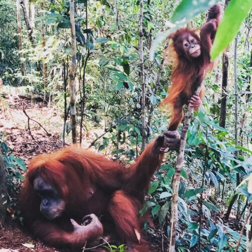 Discover the Wild Side of Medan Orangutan Day Trip.