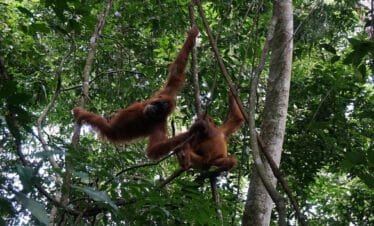 Into the Heart of Sumatra: Exploring the Rainforest on a Medan Bukit Lawang Orangutan Tour
