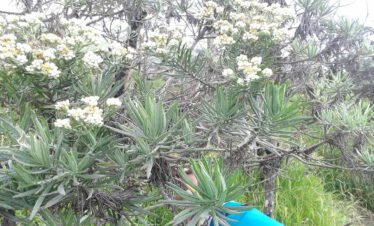 Conquering Mount Merbabu: A Memorable Day Hike Adventure