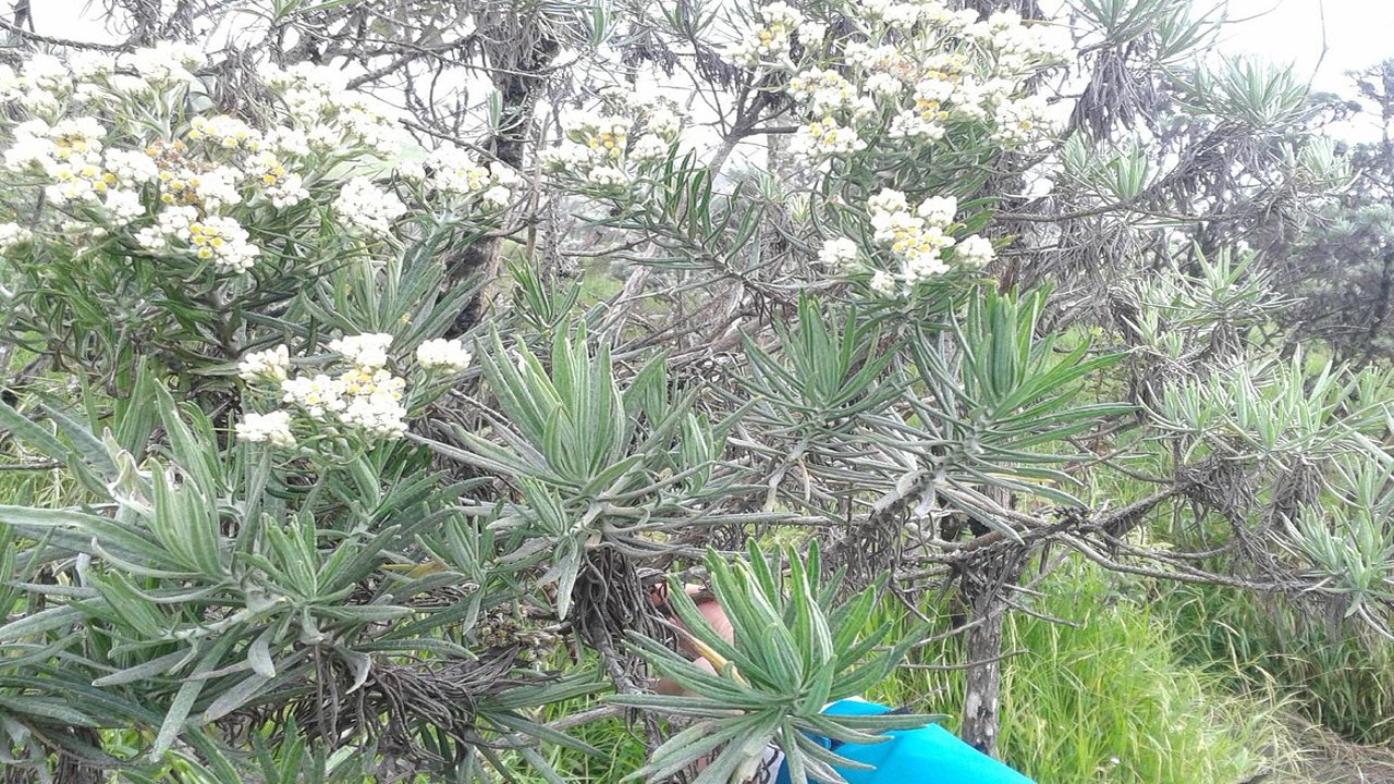 Conquering Mount Merbabu: A Memorable Day Hike Adventure