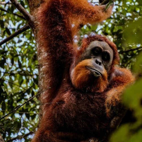 A Wild Adventure Exploring Medan and Bukit Lawang in 3 Days