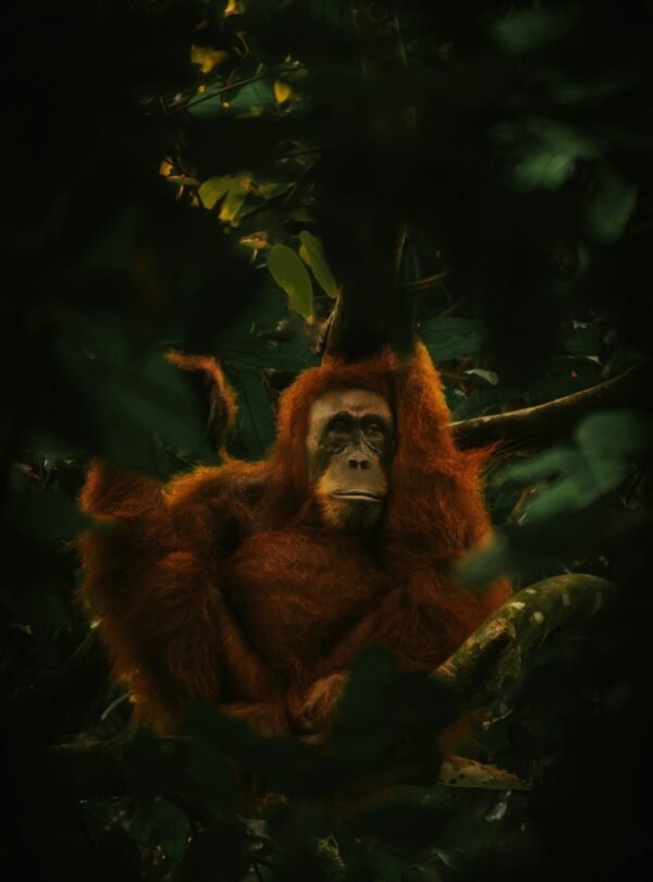 Discovering Orangutans A Journey Through Medan and Bukit Lawang