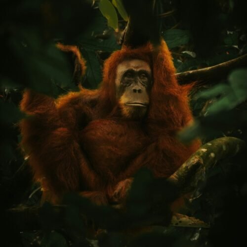 Discovering Orangutans A Journey Through Medan and Bukit Lawang