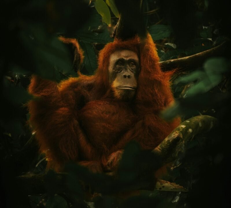 Discovering Orangutans A Journey Through Medan and Bukit Lawang