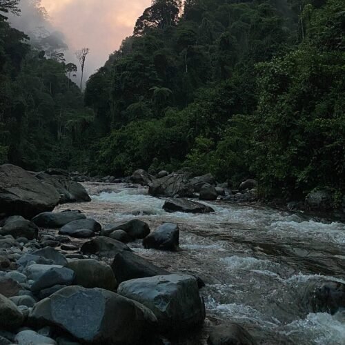 Exploring the Jungles of Sumatra A 3-Day Medan and Bukit Lawang Adventure