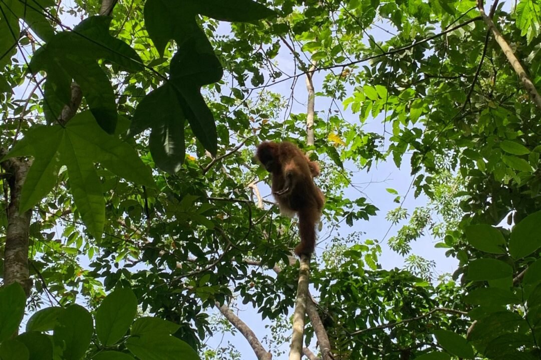 From City to Jungle A 3-Day Adventure in Medan and Bukit Lawang