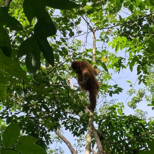 From City to Jungle A 3-Day Adventure in Medan and Bukit Lawang