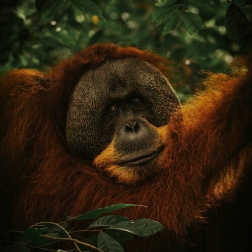Orangutans: 3-Day Medan & Bukit Lawang Adventure