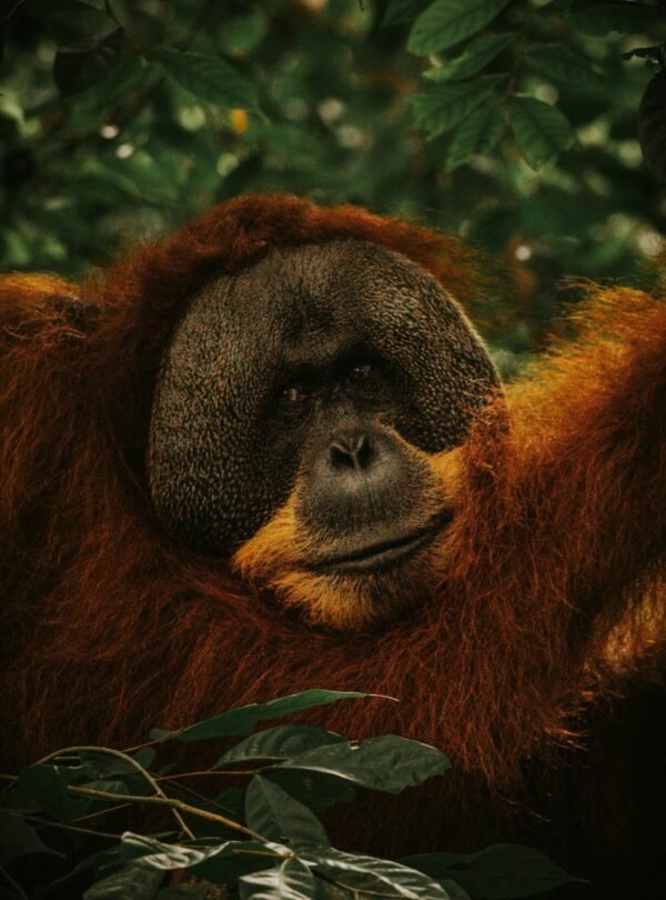 Orangutans: 3-Day Medan & Bukit Lawang Adventure