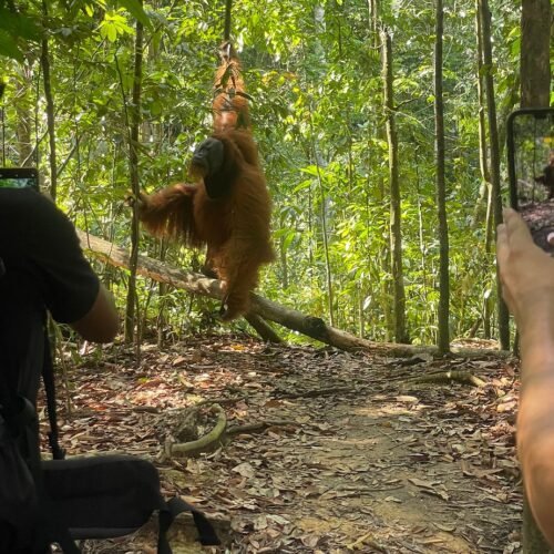 The Best of Both Worlds Combining Culture and Wildlife in Medan and Bukit Lawang