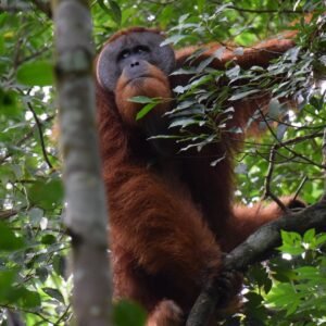 Wild and Wonderful: Meeting Orangutans in Bukit Lawang